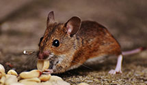 24 Hour & Emergency Exterminators in Caroga Lake, NY